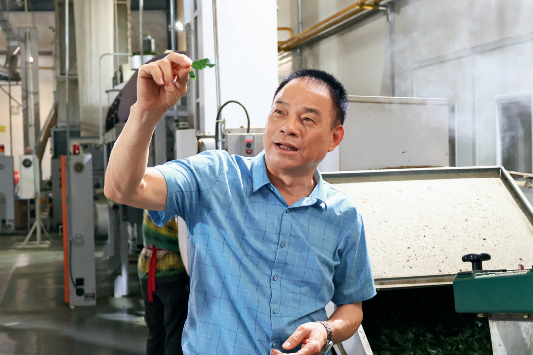 江苏鑫品茶业有限公司负责人尹福生查看鲜叶加工情况